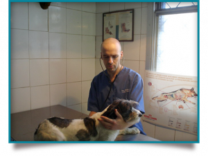 Desde el año 2001 solucionando los problemas de salud de las mascotas en Chile